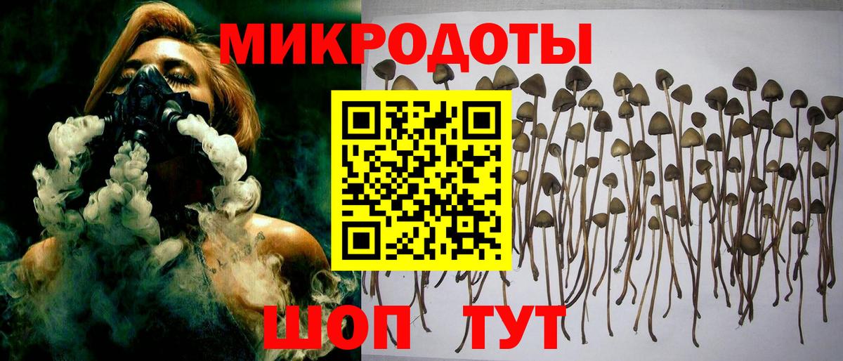 Псилоцибиновые грибы Psilocybe Каменск-Шахтинский